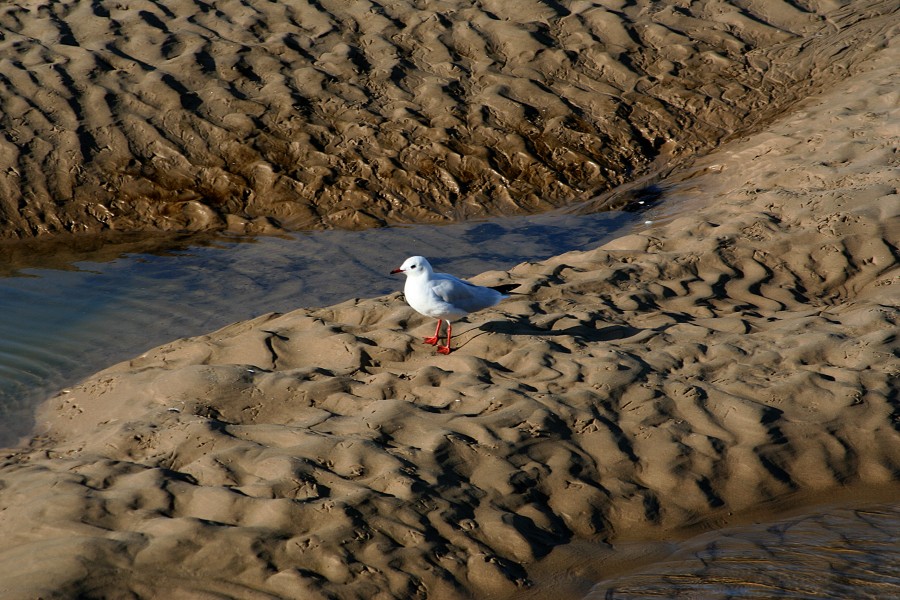 Chroicocephalus ridibundus -Blakeney National Nature Reserve, Norfolk, England-8