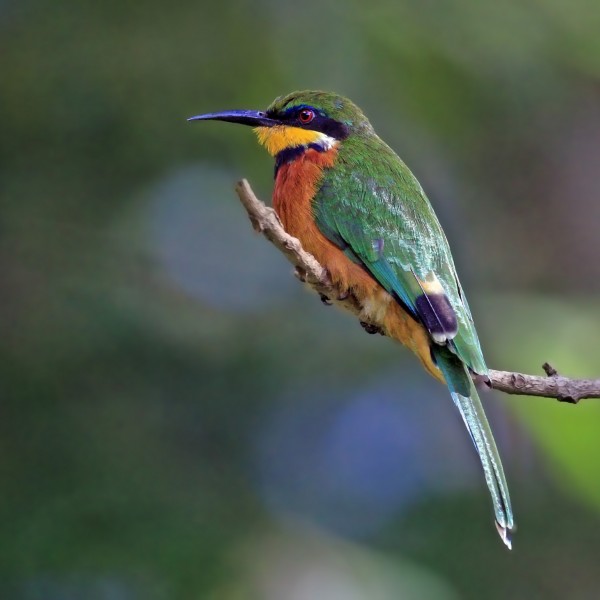 Cinnamon-chested bee-eater (Merops oreobates) 2