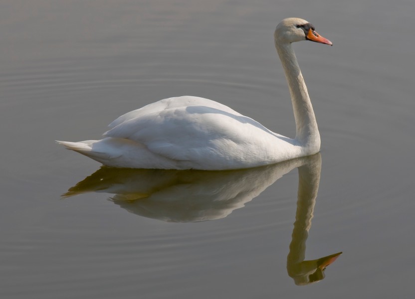 Cisne (Cygnus olor), Gniezno, Polonia, 2012-04-06, DD 02