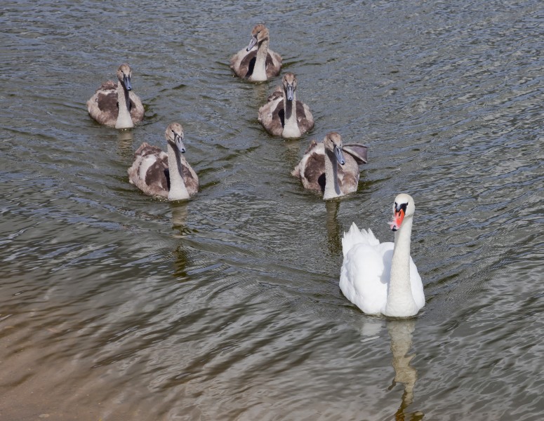 Cisne (Cygnus olor), Siauliai, Lituania, 2012-08-09, DD 02