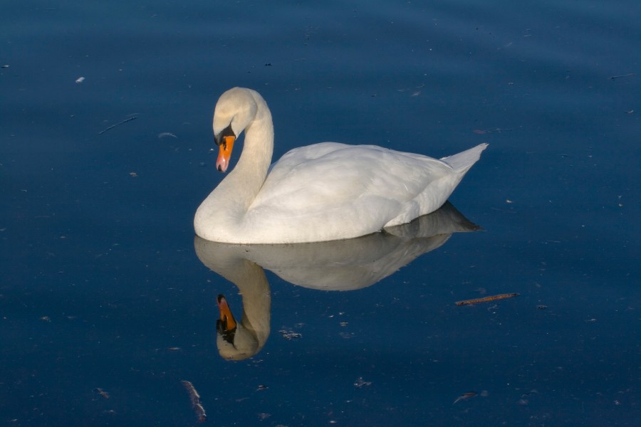 Cisne (Cygnus olor) en el Palacio de Nymphenburg, Múnich, Alemania26
