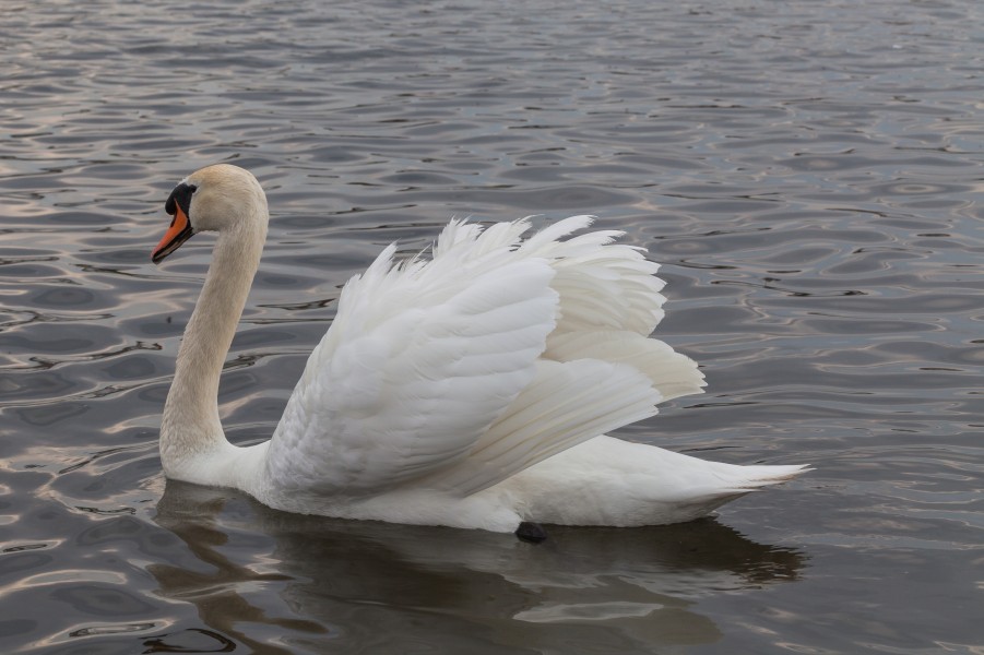 Cisne (Cygnus olor) en el Palacio de Nymphenburg, Múnich, Alemania, 2013-05-10, DD 02