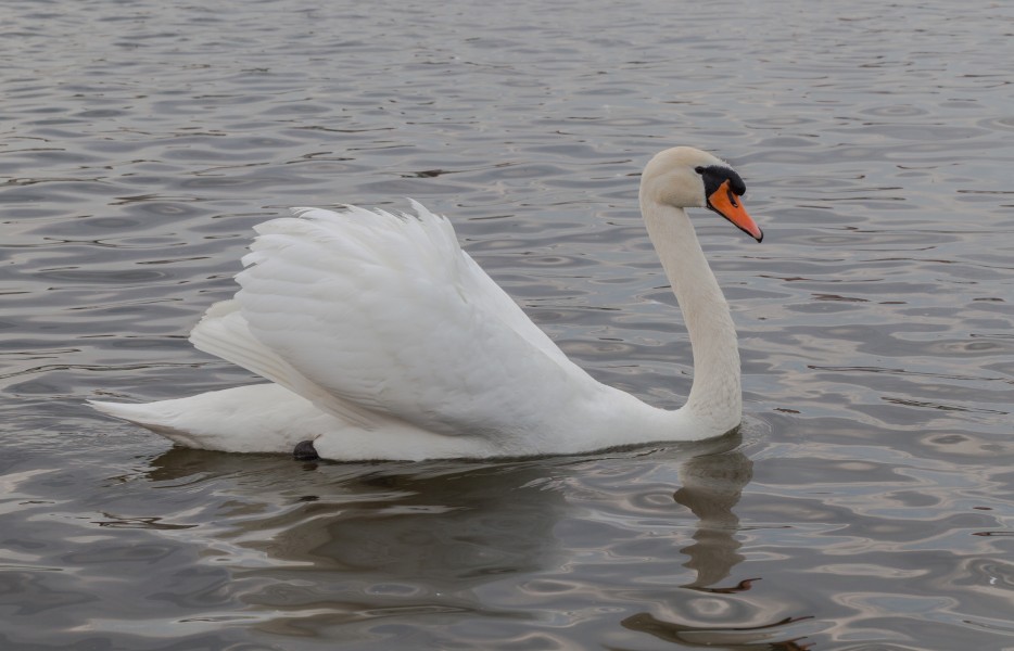 Cisne (Cygnus olor) en el Palacio de Nymphenburg, Múnich, Alemania, 2013-05-10, DD 03