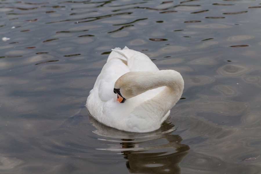 Cisne (Cygnus olor) en el Palacio de Nymphenburg, Múnich, Alemania, 2013-05-10, DD 05