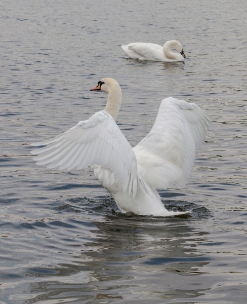 Cisne (Cygnus olor) en el Palacio de Nymphenburg, Múnich, Alemania, 2013-05-10, DD 07