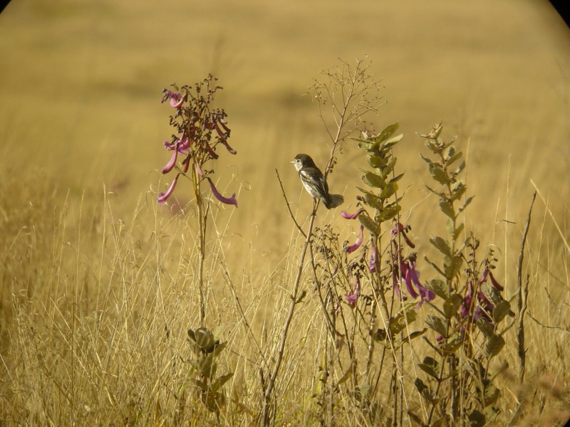 Cock-tailed Tyrant (Alectrurus tricolor) perched, distant