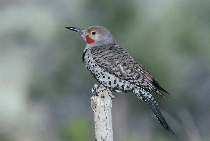 Colaptes auratus FWS2