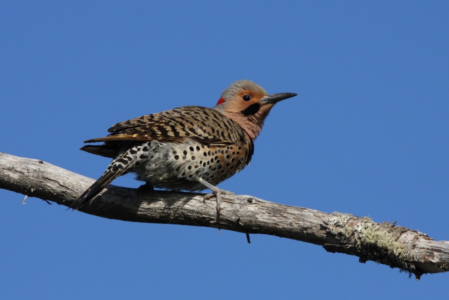 Colaptes auratus MP2