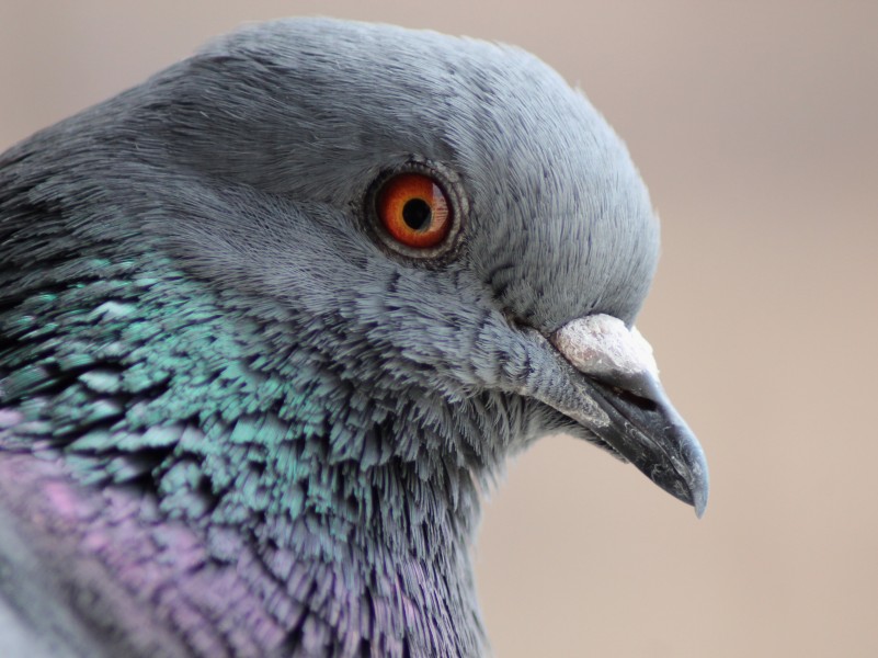 Columba livia (Madrid, Spain) 003