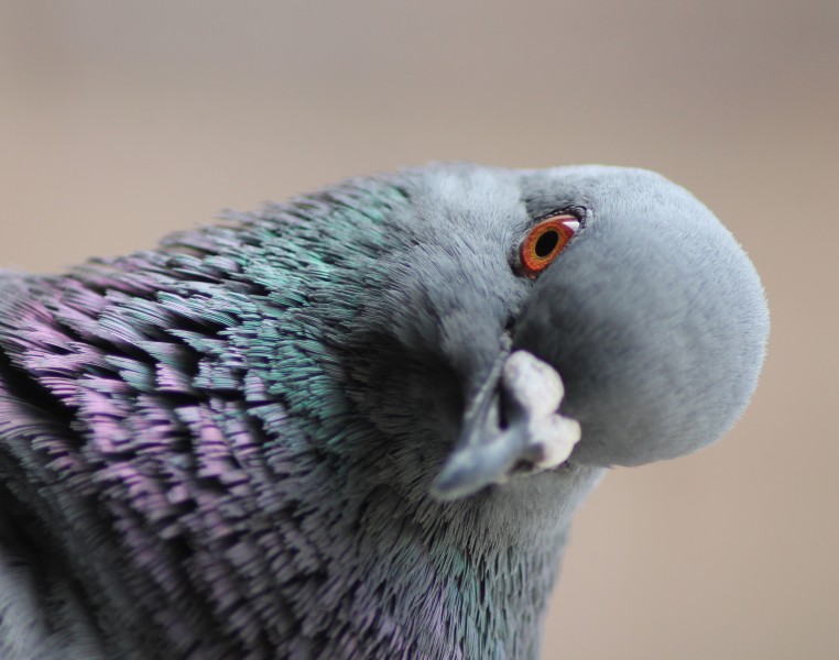 Columba livia (Madrid, Spain) 005