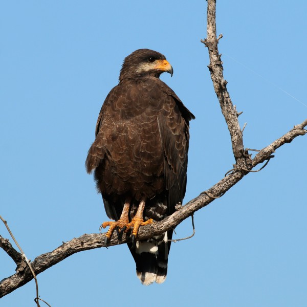 Common black-hawk (Buteogallus anthracinus gundlachii)