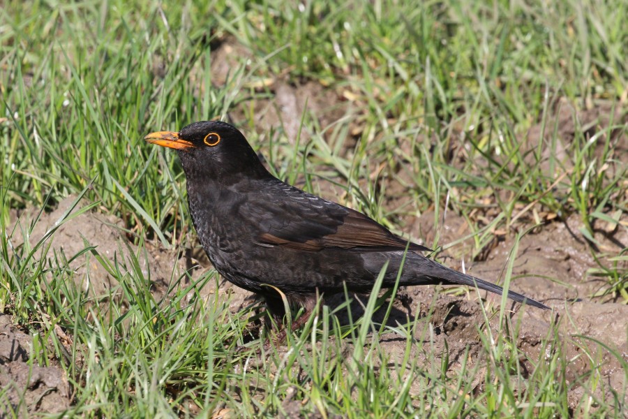 Common blackbird (Turdus merula) male, young adult