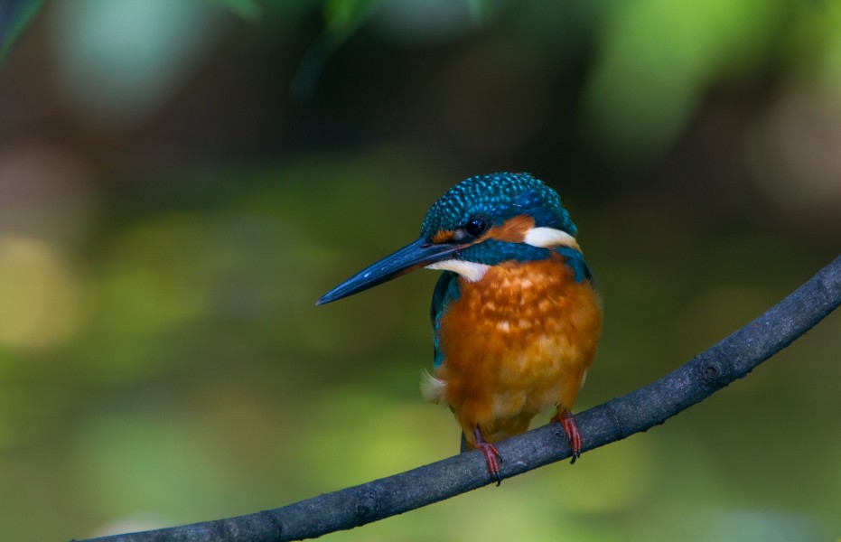 Common kingfisher, October 2015, Osaka II