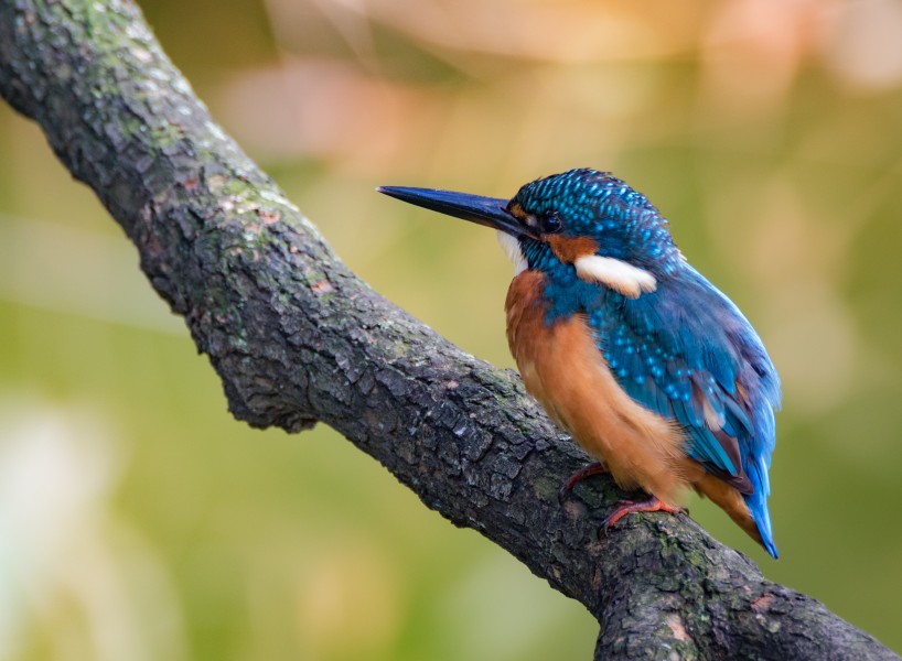 Common kingfisher, October 2015, Osaka V