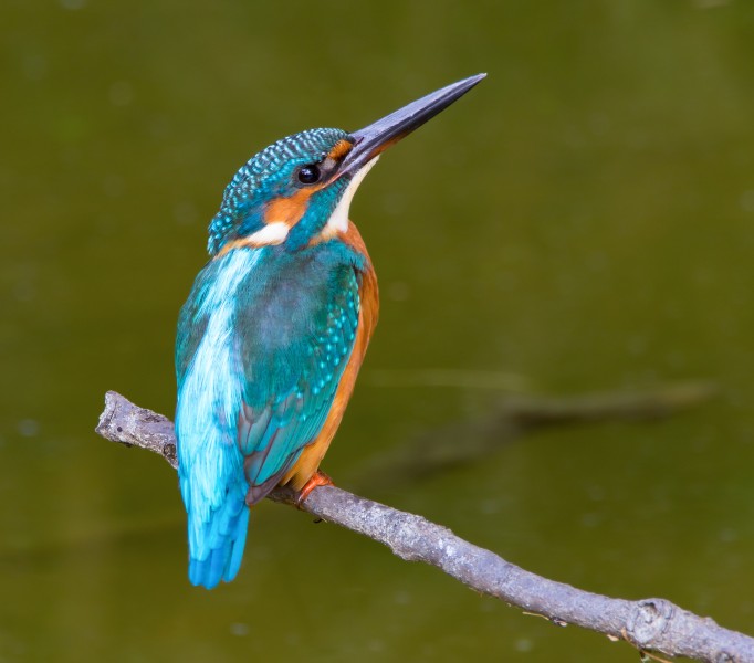 Common kingfisher, October 2015, Osaka VI