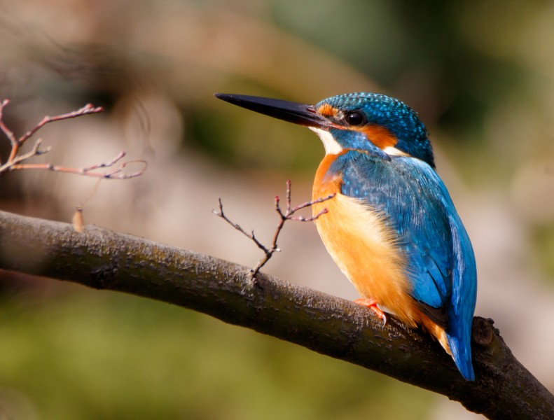 Common kingfisher in Suita, Osaka, December 2016 - 873