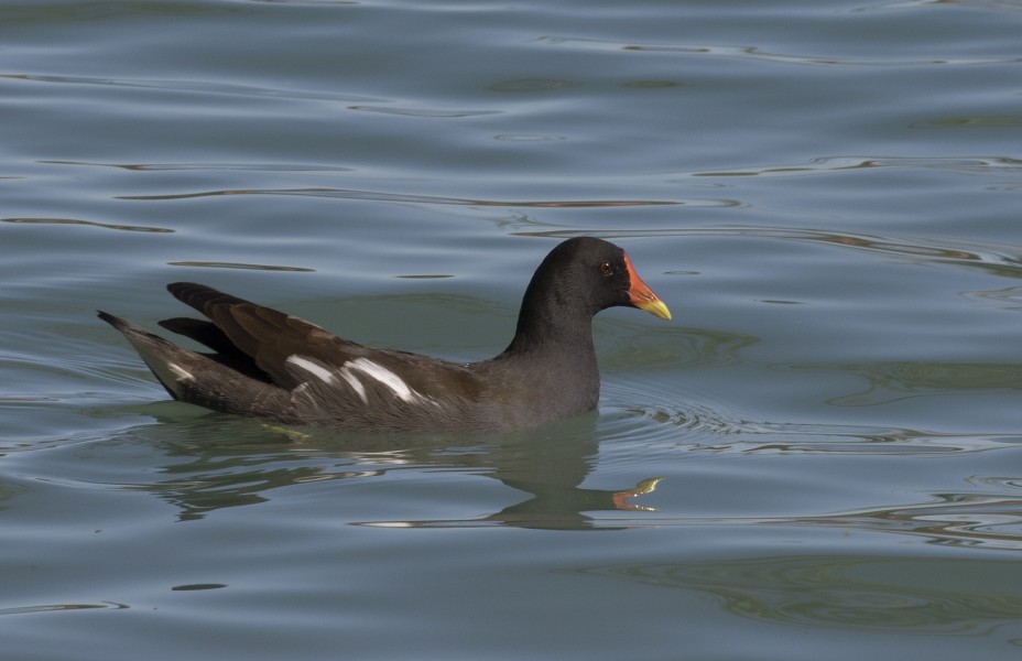 Common Moorhen - Gallinula chloropus 02