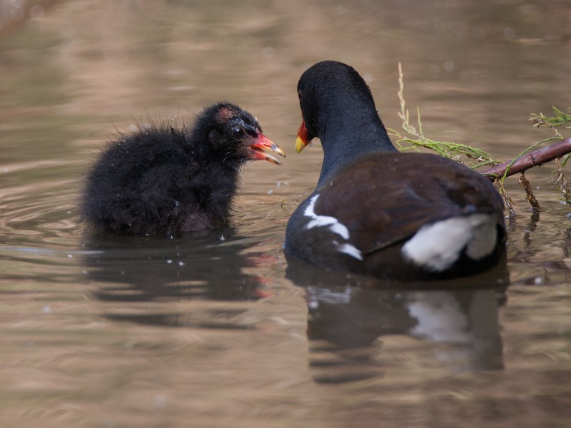 Common moorhen with chick