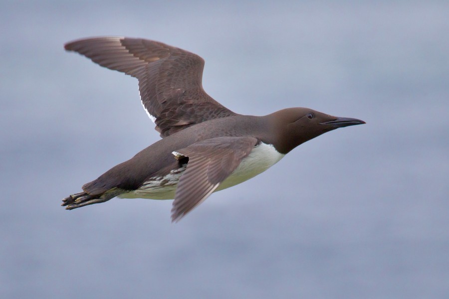 Common Murre