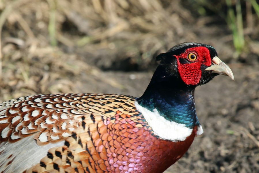Common pheasant (Phasianus colchicus) male