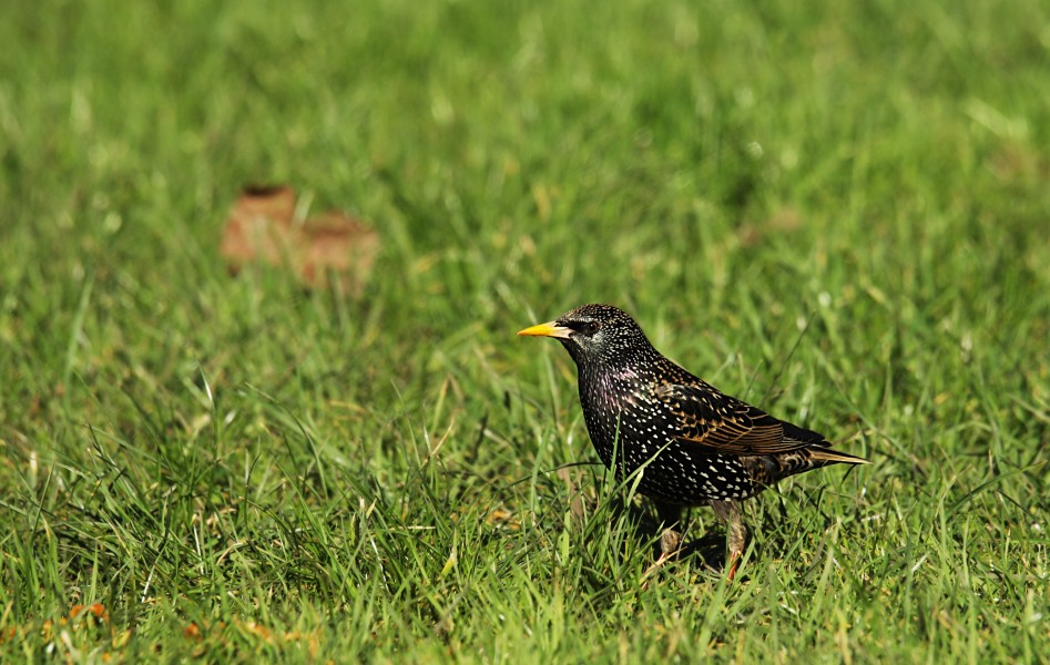 Common Starling in Wormwood Scrubs Park in spring 2013