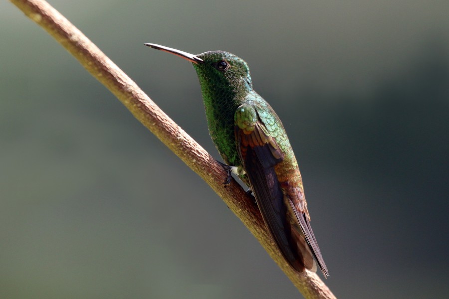 Copper-rumped hummingbird (Amazilia tobaci tobaci) To