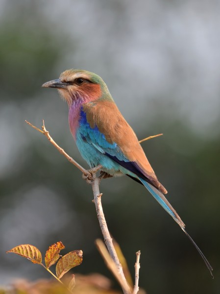 Coracias caudatus (Zambia)