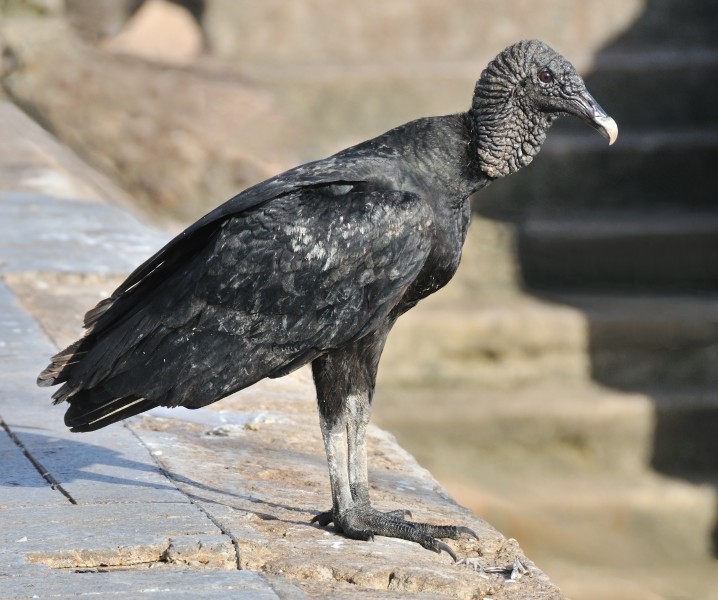 Coragyps atratus brasiliensis Black vulture Belém 01