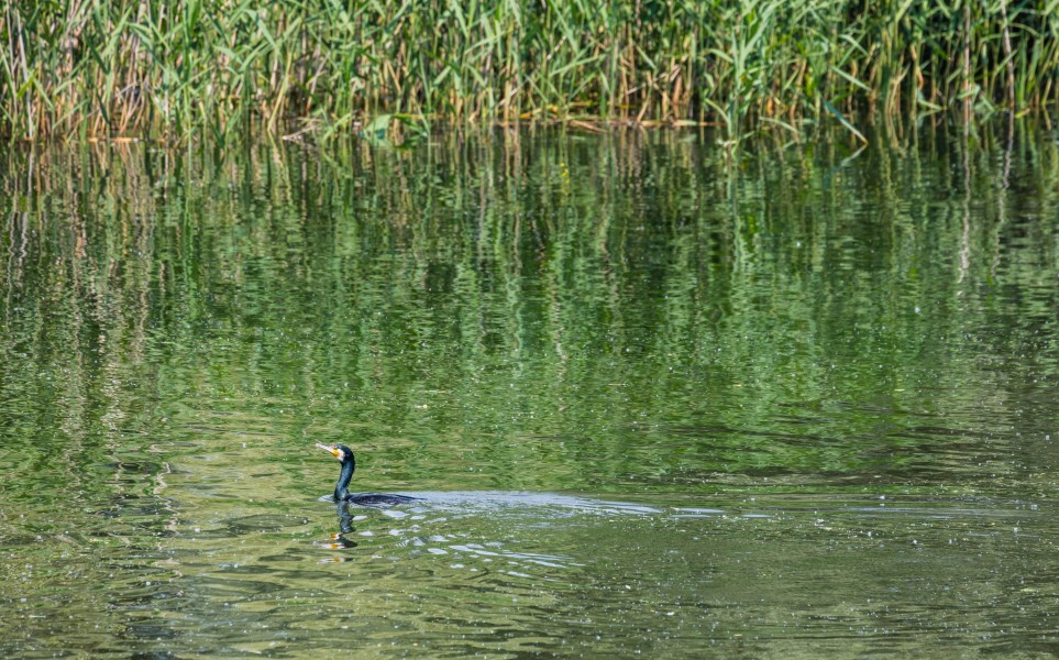 Cormorán grande (Phalacrocorax carbo), Delta del Danubio, Rumanía, 2016-05-28, DD 14