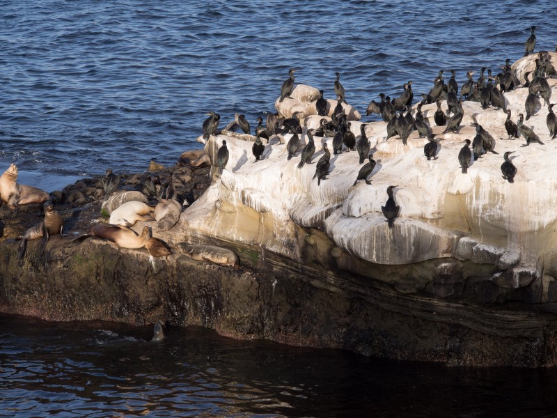 Cormorants and California sea lions in La Jolla (70598)