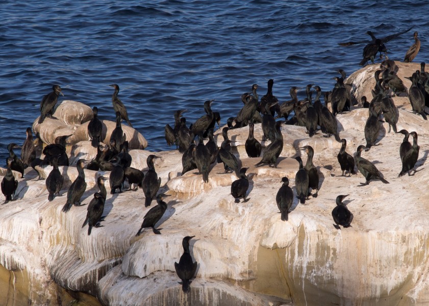 Cormorants in La Jolla (70596)