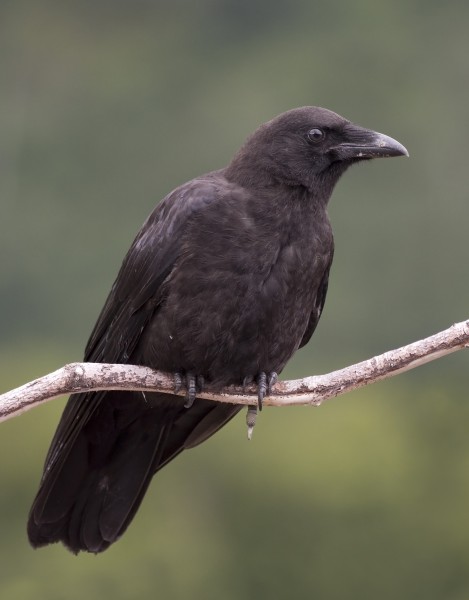 Corvus caurinus (profile)