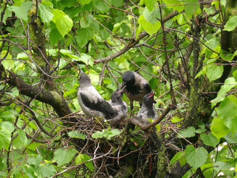 Corvus cornix20160523 4848
