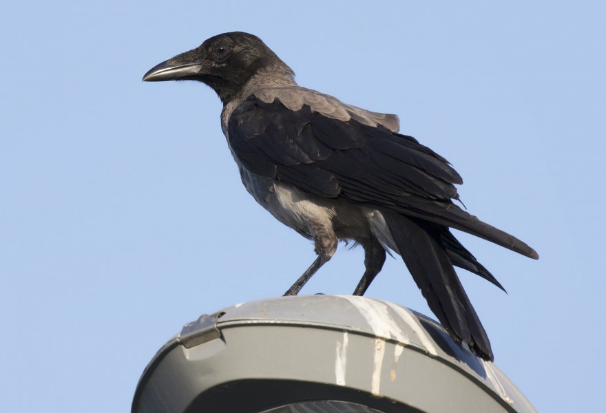 Corvus cornix, Adana 2017-07-29 01-6