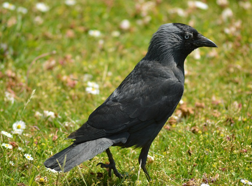 Corvus monedula on grass