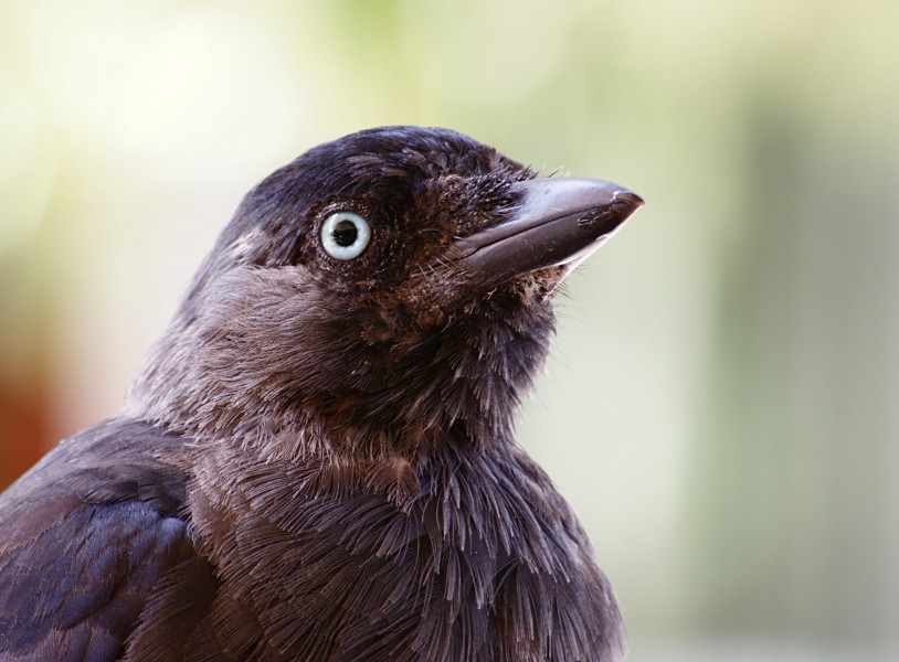 Corvus monedula portrait