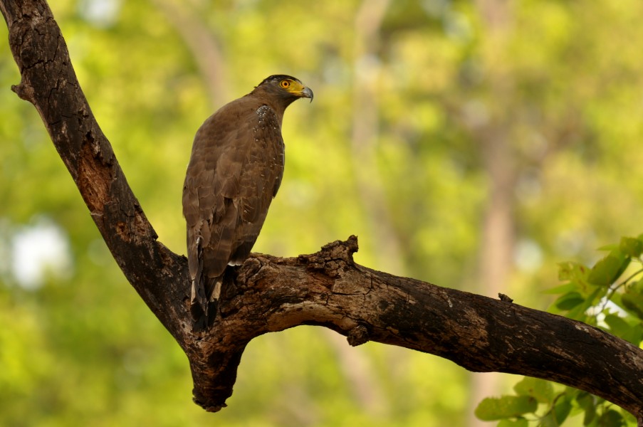 Crested Serpent Eagle 2
