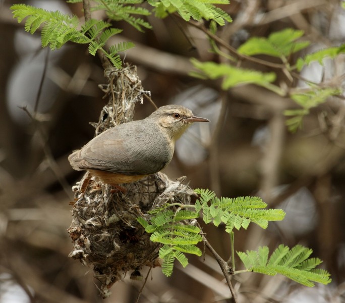Crombec, Long-billed Alan Manson 2009 10 03 10 29 42 07548