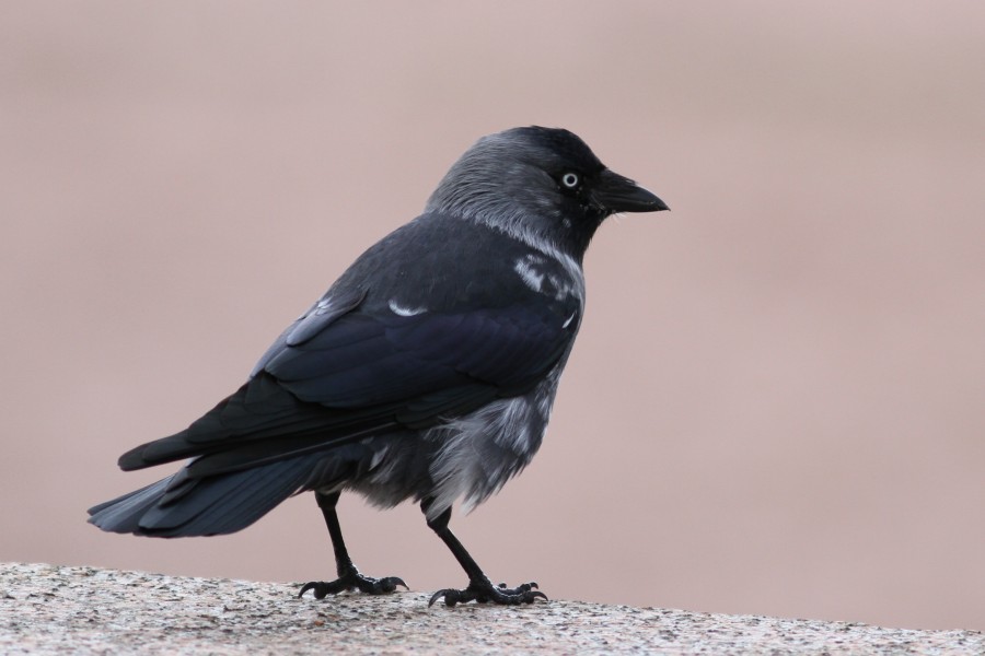 CROP. Corvus monedula, naakka, Naantalin hautausmaa, Naantali, 8.11.2011.