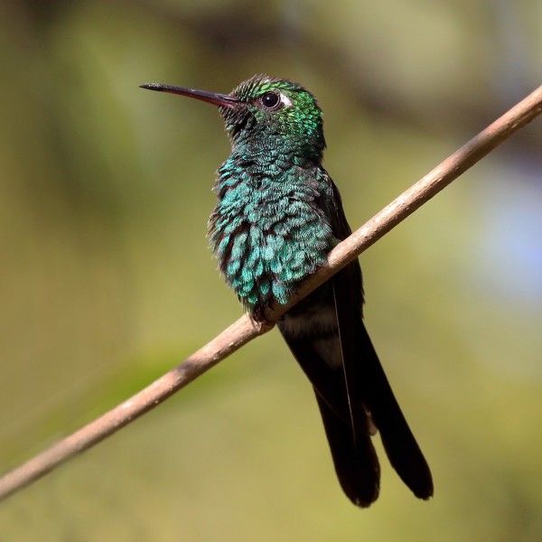 Cuban emerald (Chlorostilbon ricordii ricordii) male cr