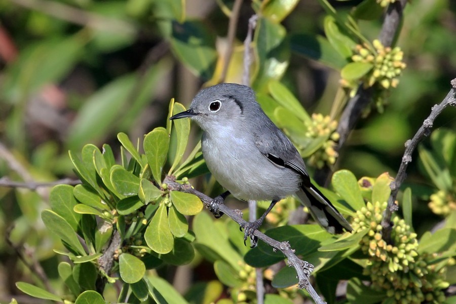 Cuban gnatcatcher (Polioptila lembeyei)