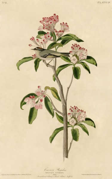 Cuvier's Regulus (Audubon)