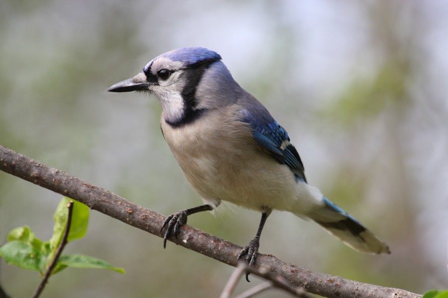 Cyanocitta cristata CT