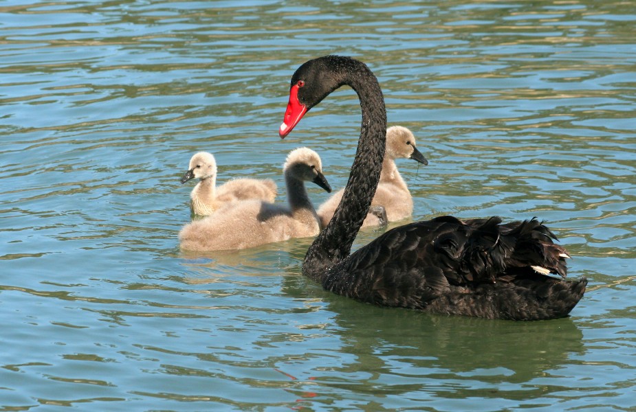 Cygnus atratus k2
