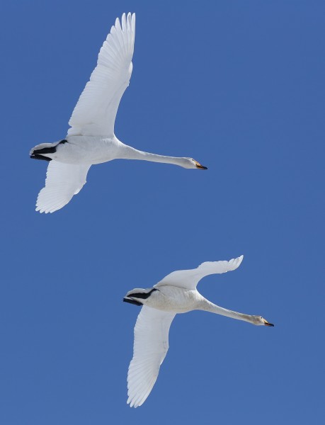 Cygnus cygnus Oulu 20170417 02