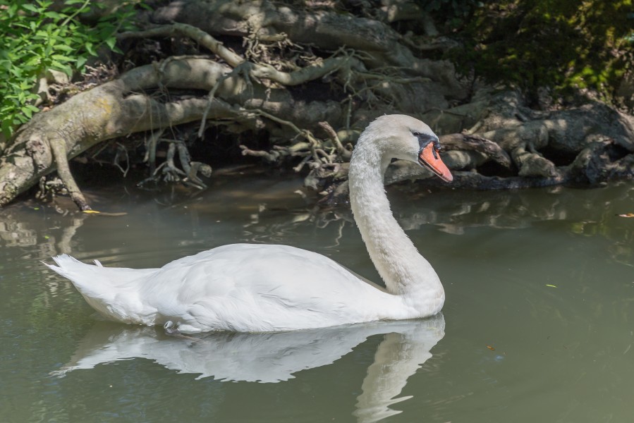 Cygnus olor (Cygne tuberculé) - 20150810 15h12 (11058)