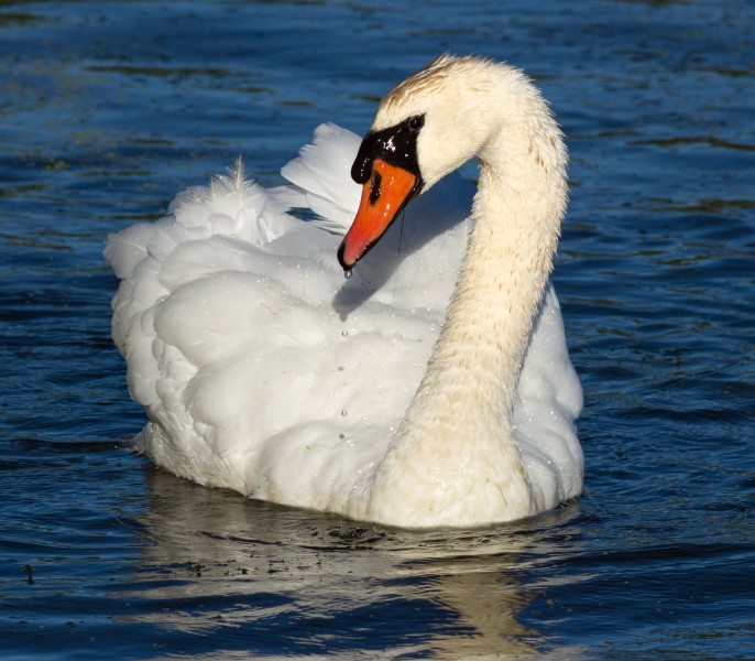 Cygnus olor at Las Gallinas Wildlife Ponds