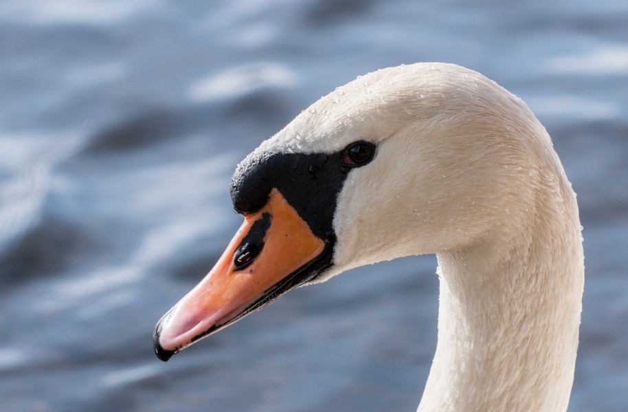 Cygnus olor portrait (MK)