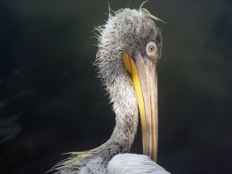 Голова кудрявого пеликана после рыбной ловли