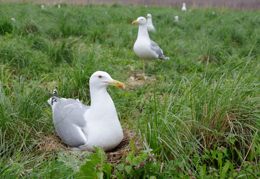 Жовтоногі мартини (Larus cachinnans)